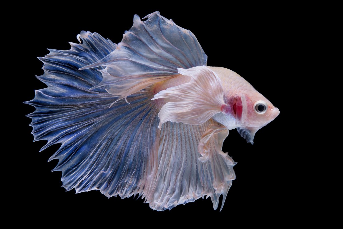 Петушок Халфмун Дамбо рыбка