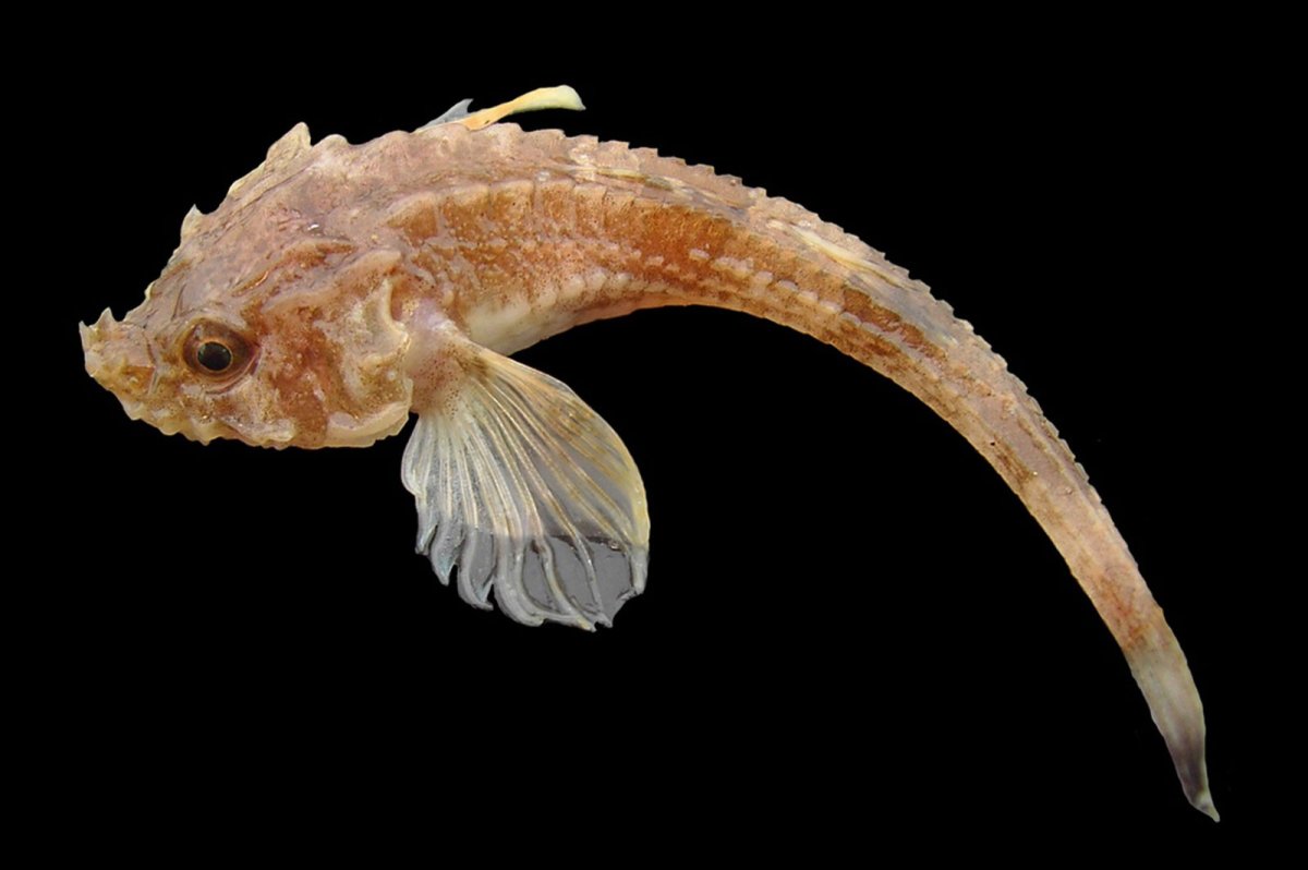 Европейская морская Лисичка