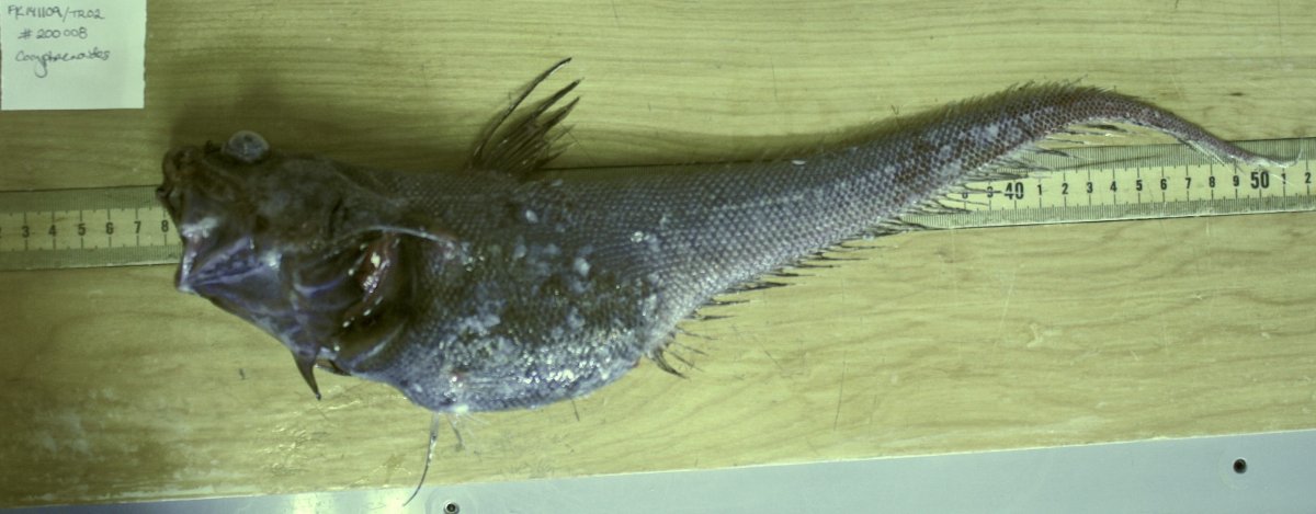 Рыба с шипом на голове