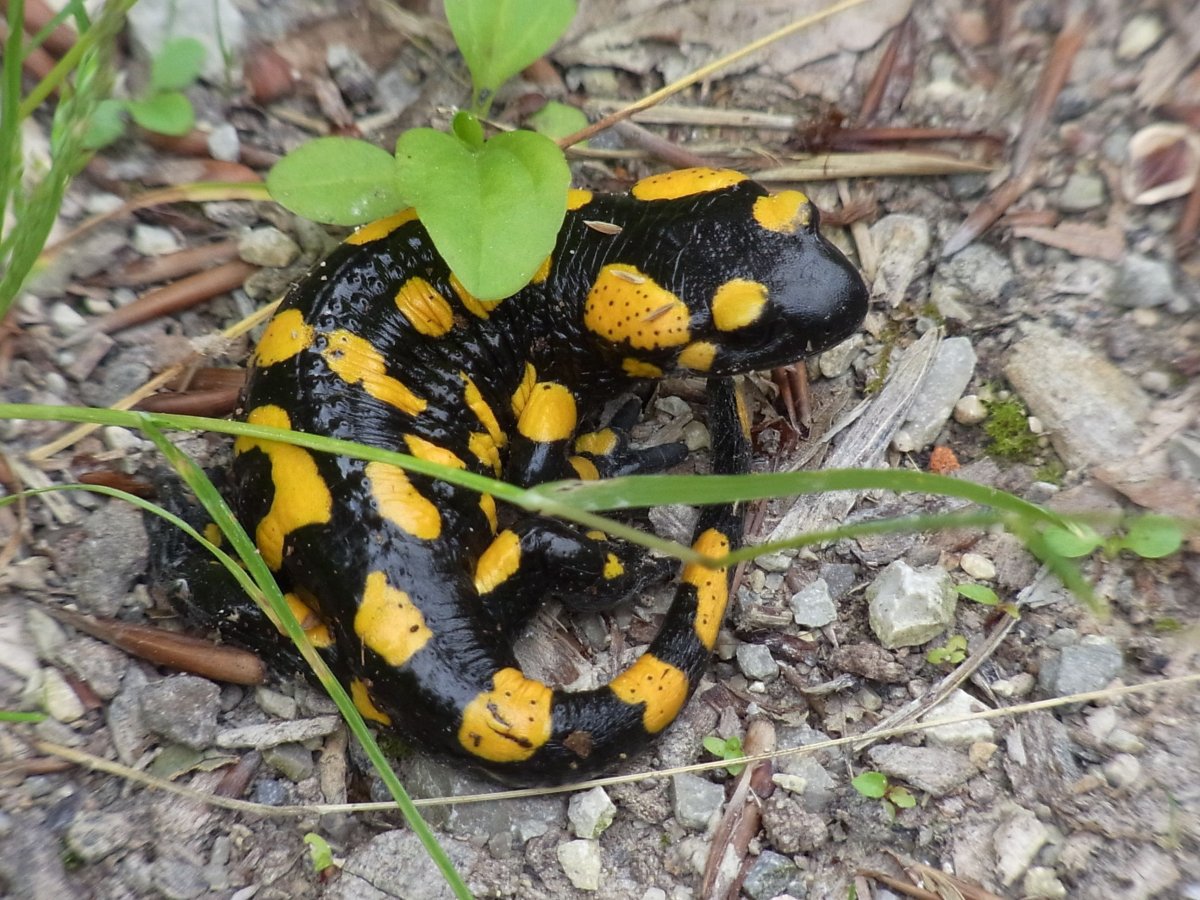 Саламандра черно желтая