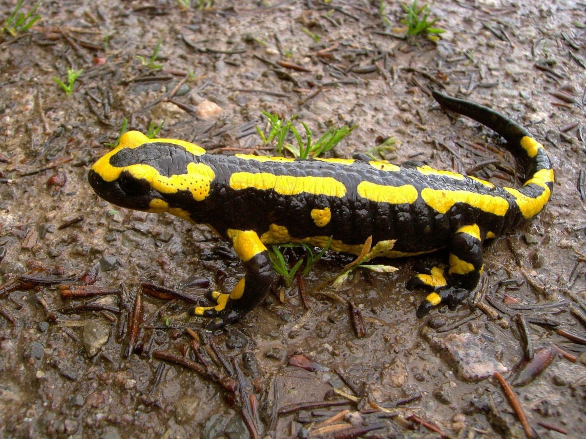 Огненная саламандра Salamandra Salamandra