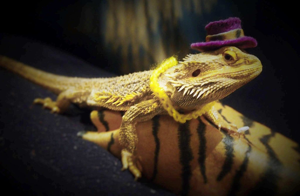 Желтая ящерка улыбающаяся