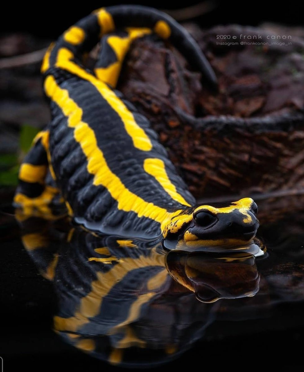 Саламандер ящерица