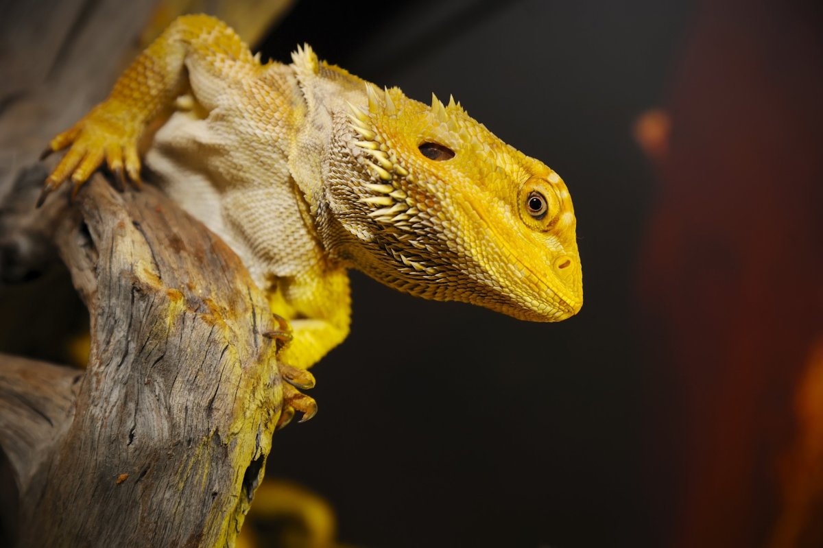 Агама ящерица дракон желтая