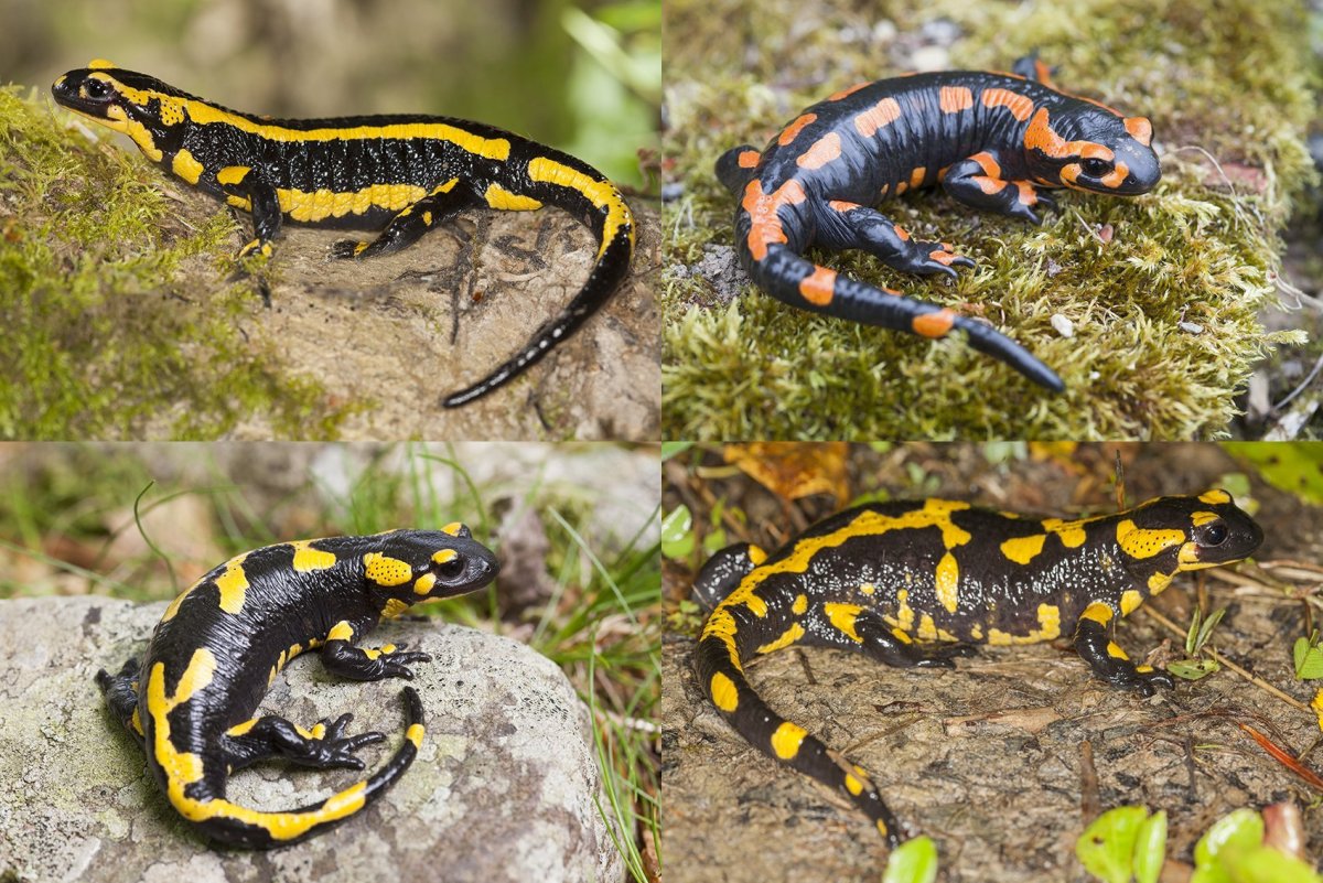 Тритон Огненная саламандра