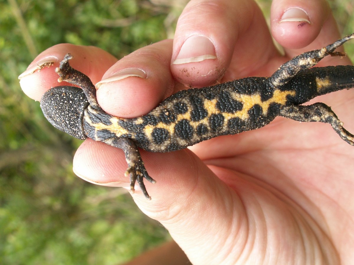 Тритон Лауренти