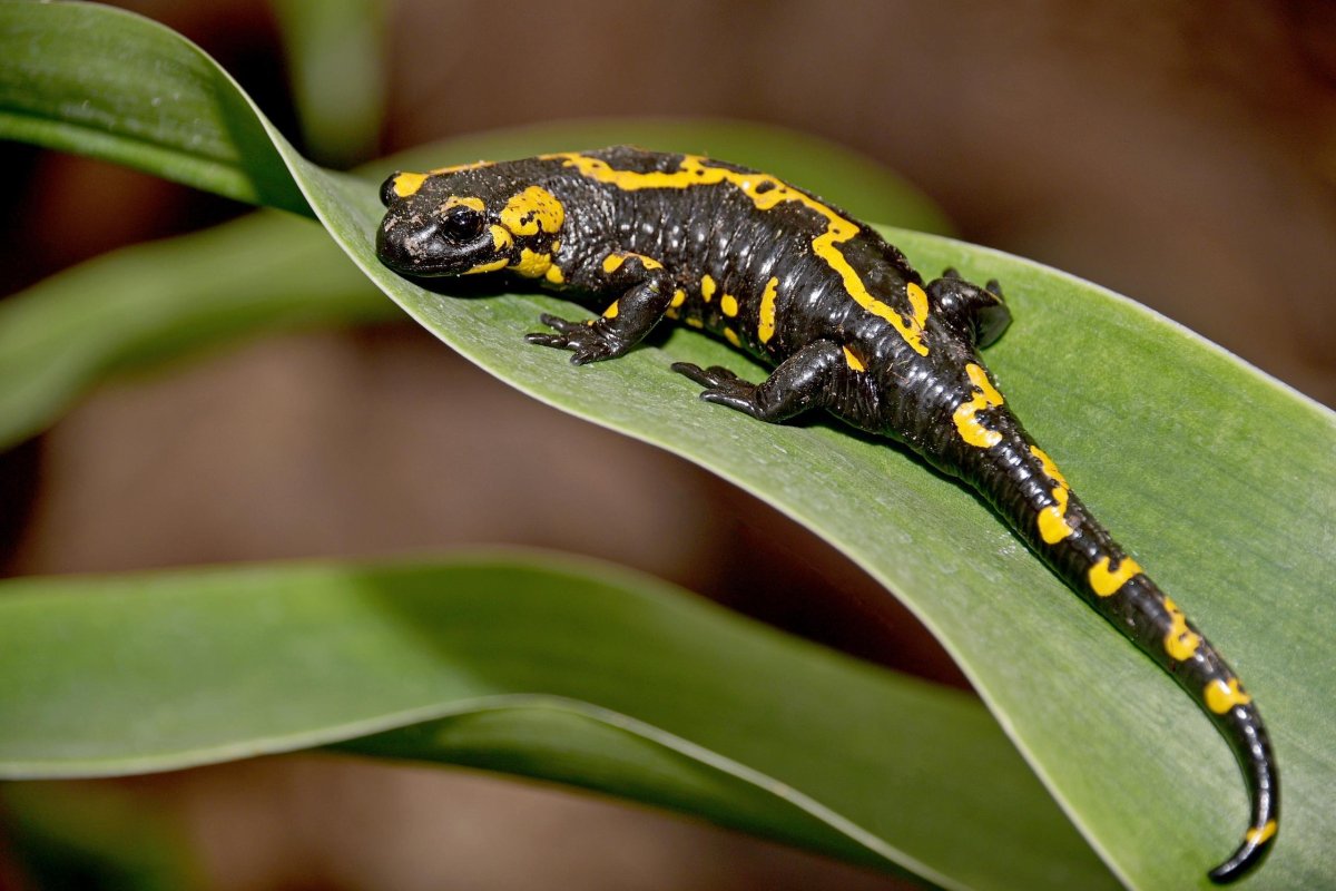 Саламандер ящерица