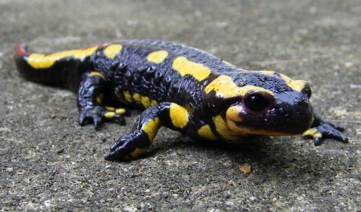 Лягушка саламандра