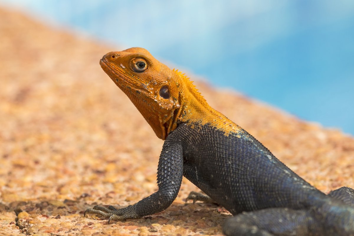 Коричневая ящерица с желтым пузом