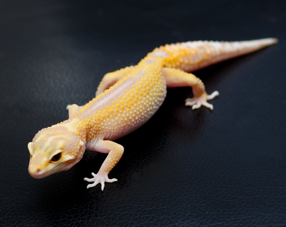 Ящерица эублефар