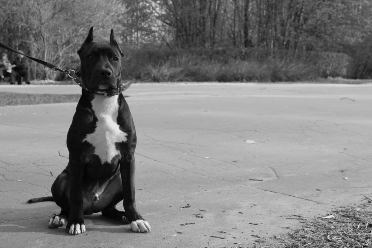 Аргентинский стаффордширский терьер