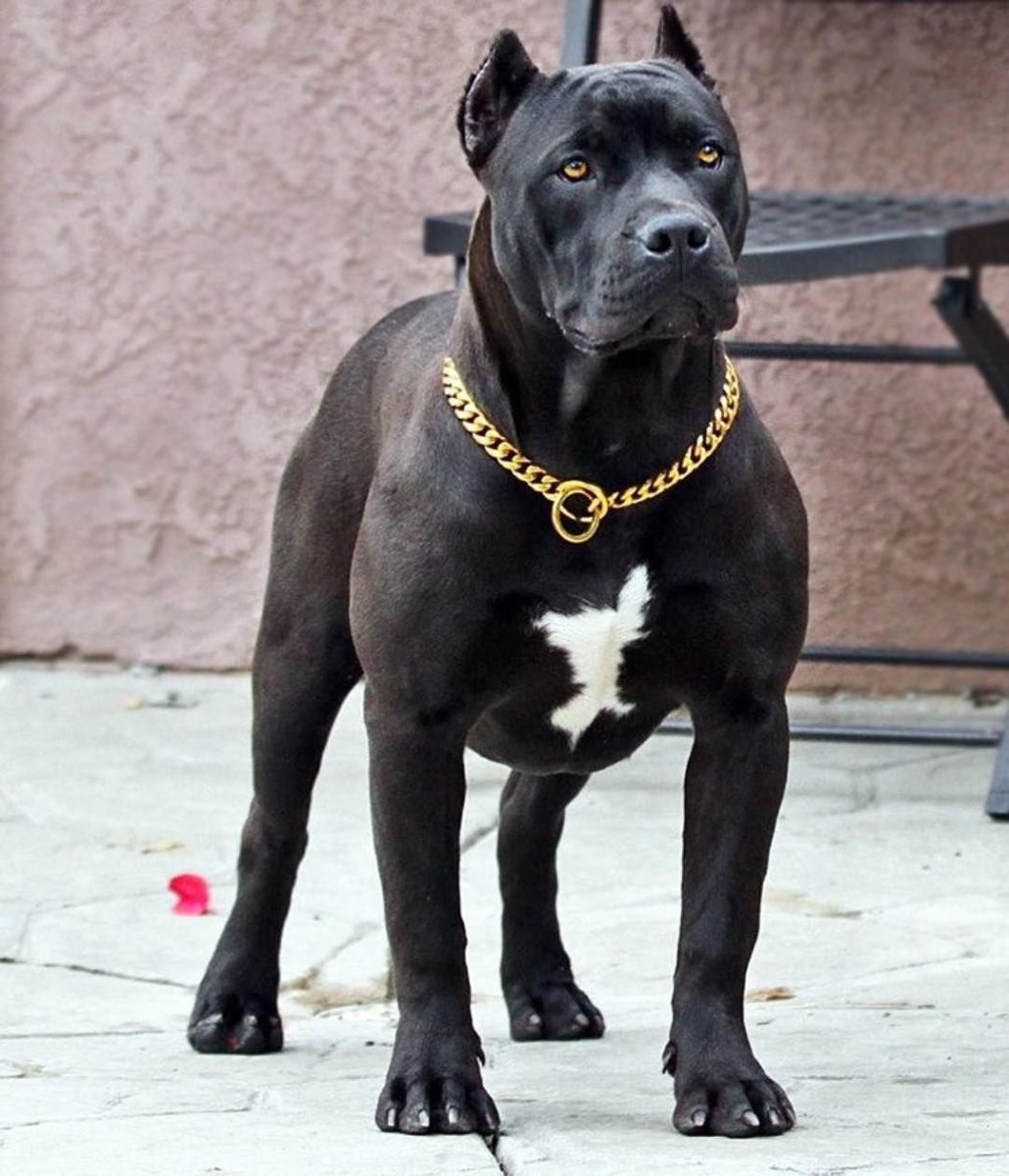 Американский питбультерьер черный
