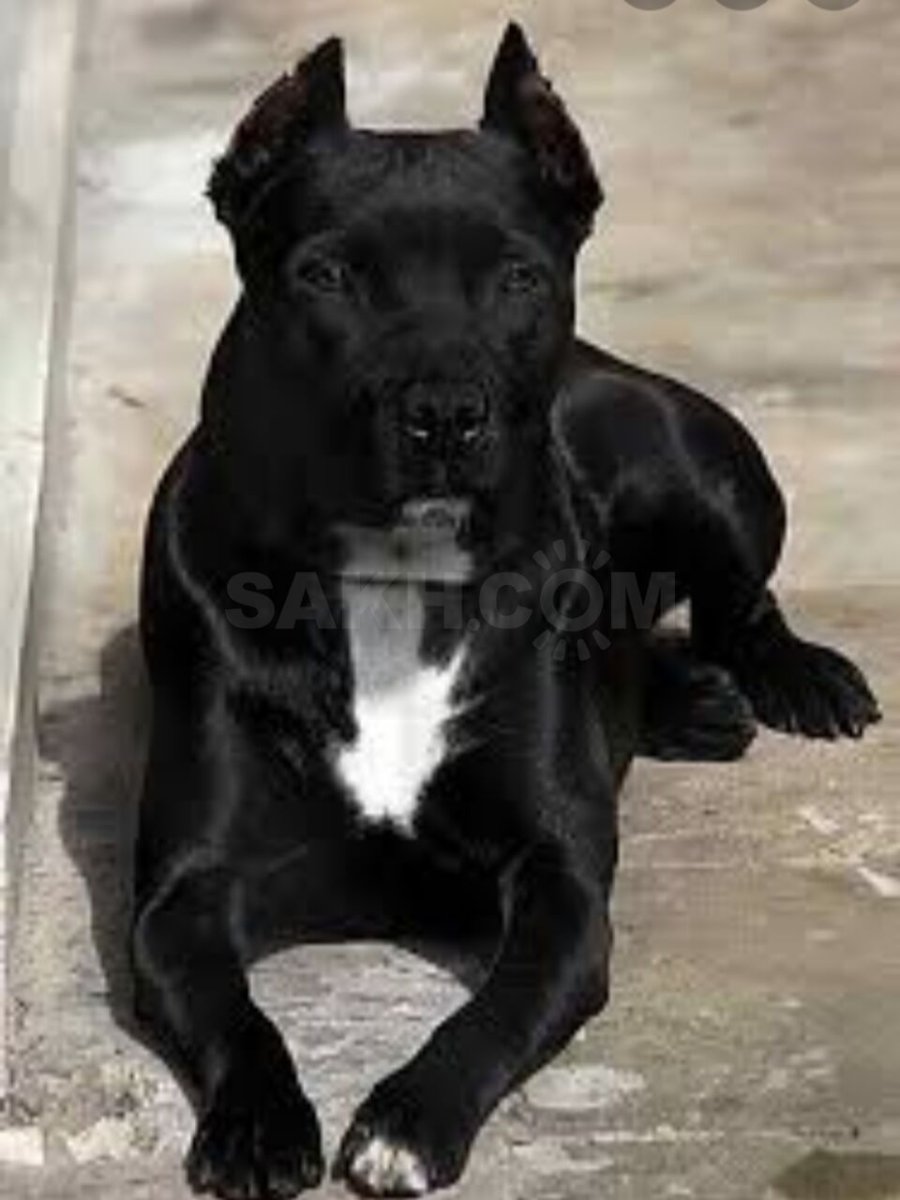 Американский пит стафф терьер