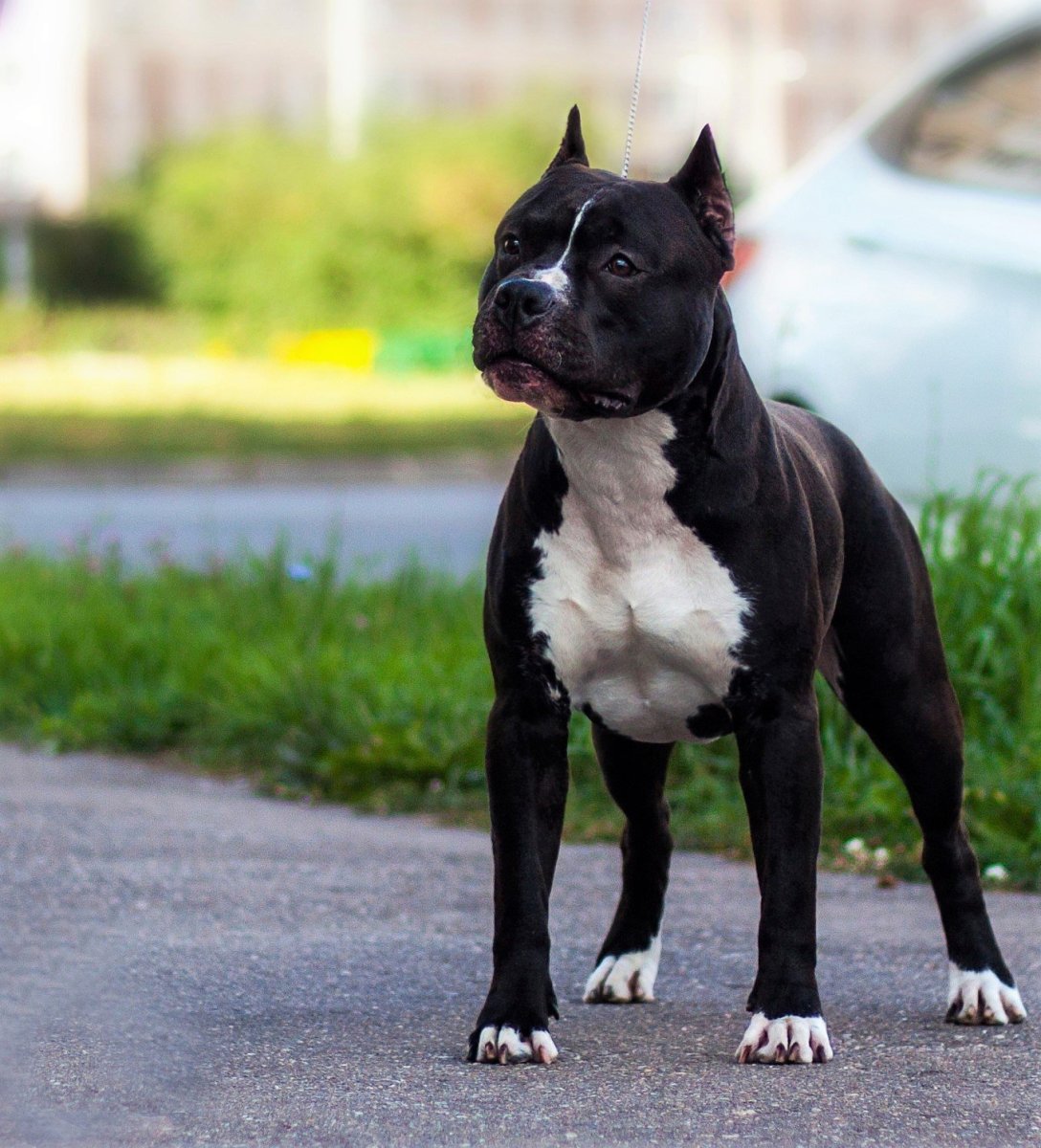 Амстафф терьер черный