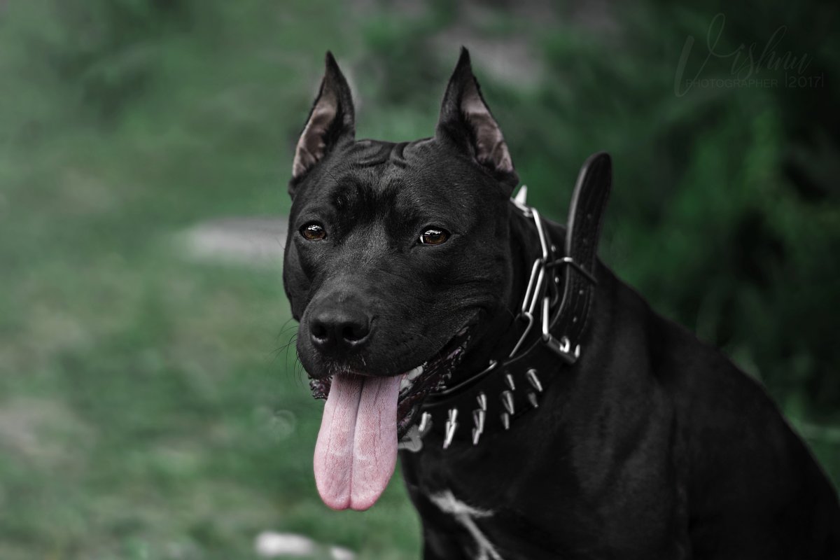 Черный питбуль Instagram