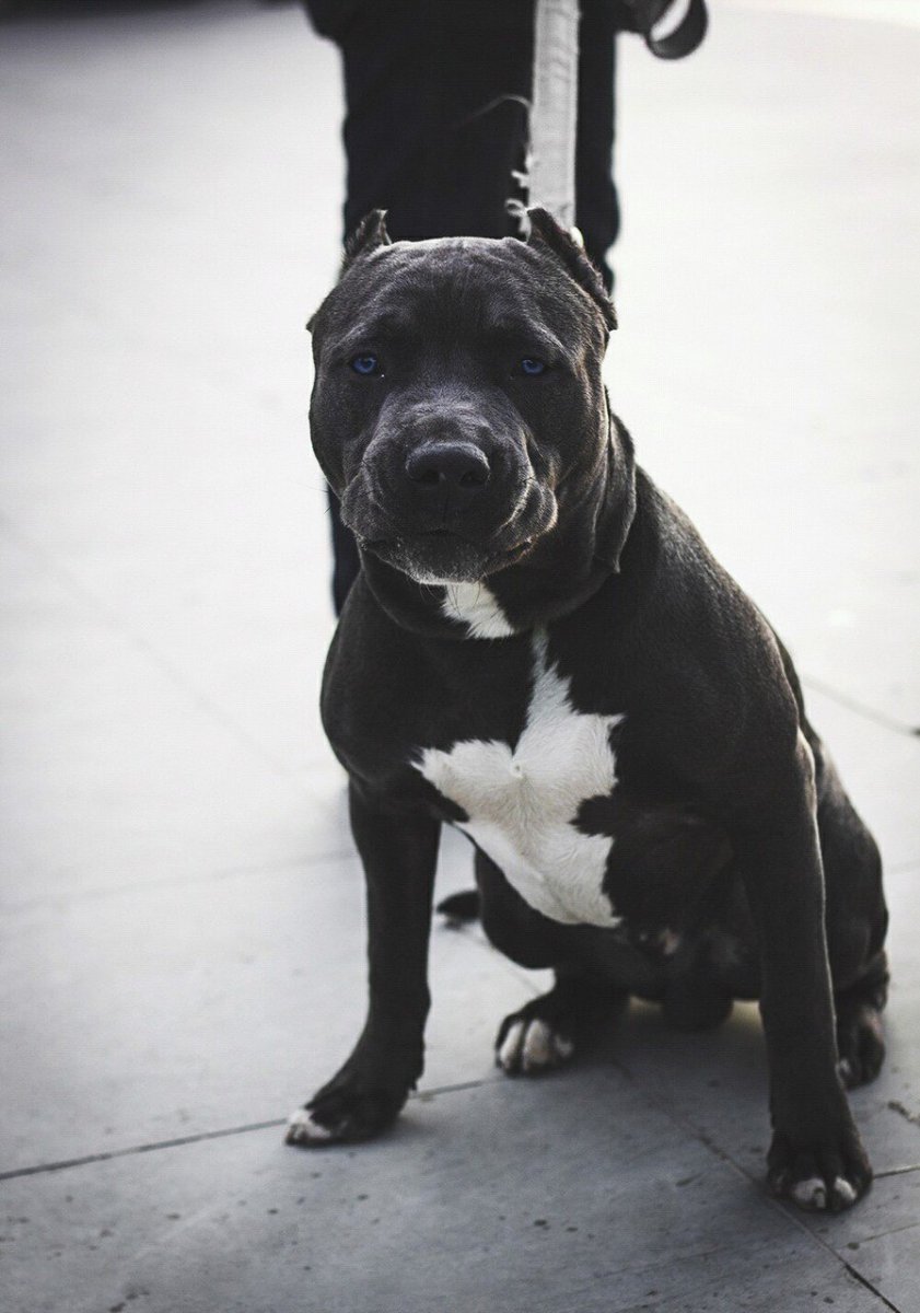 Американский стаффордширский терьер