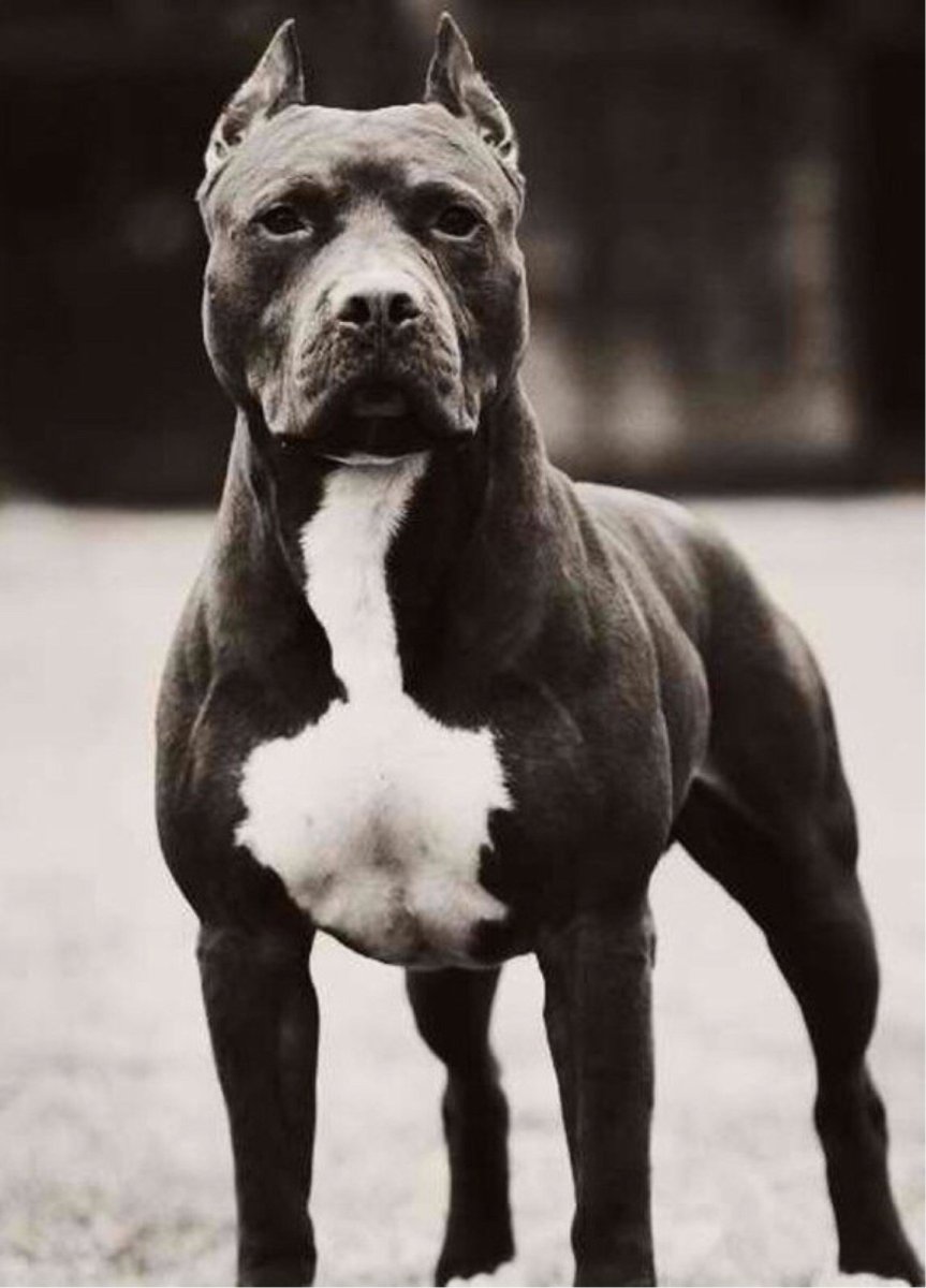 Питбуль обои