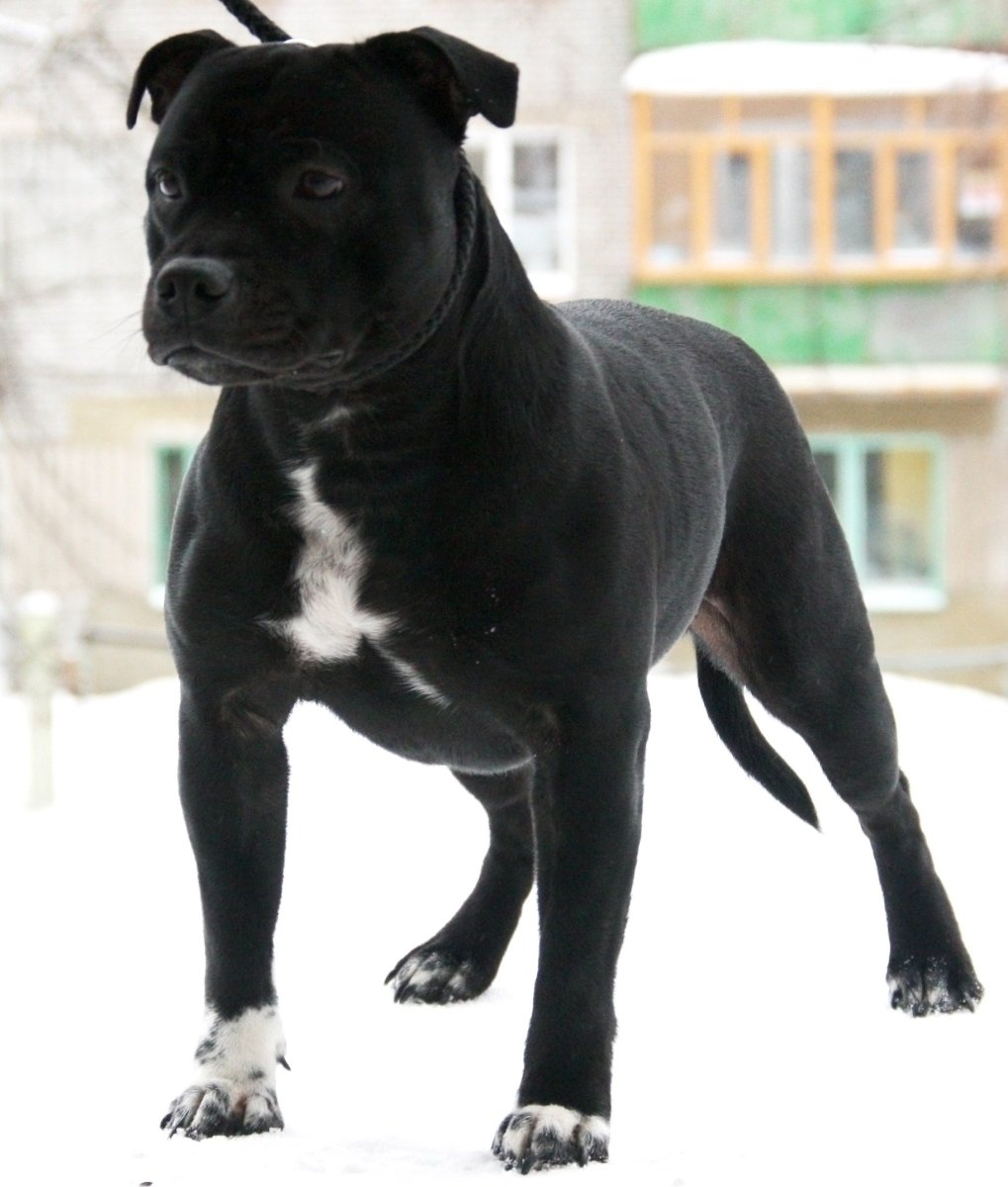 Художественные картинки с питбулем