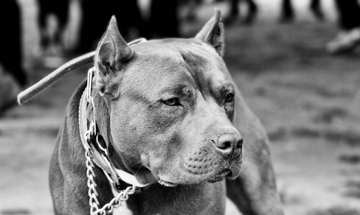 Стаффордширский бультерьер голубой