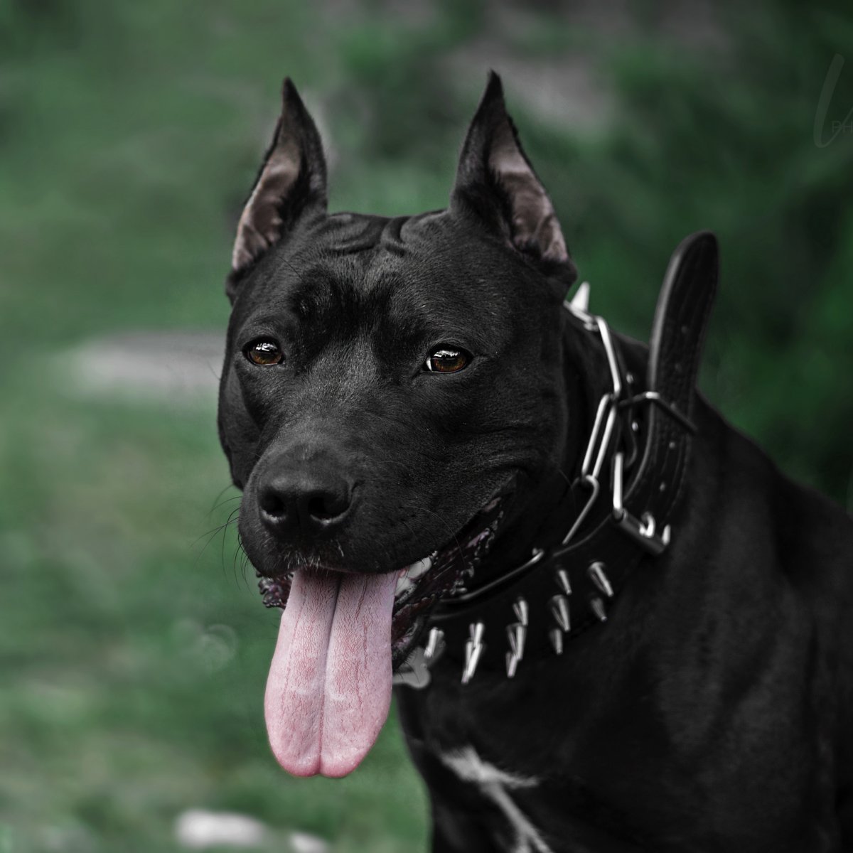 Американский стаффордширский терьер черный