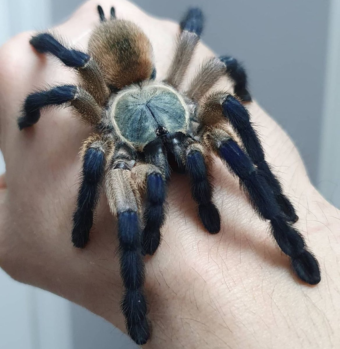 Паук Monocentropus balfouri