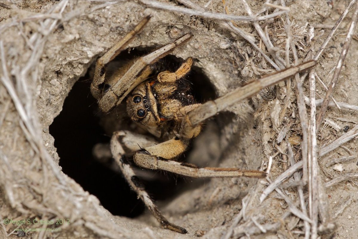 Южнорусский Тарантул крестовик