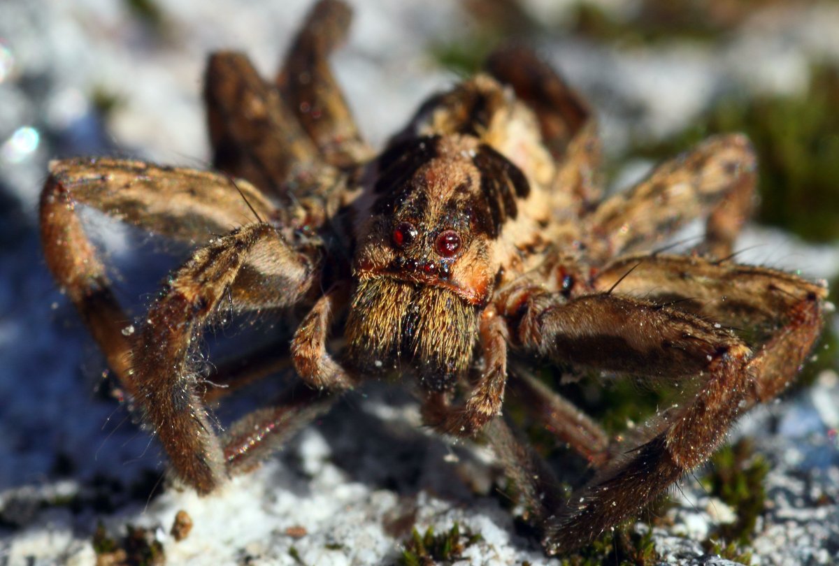 Членистоногие пауки