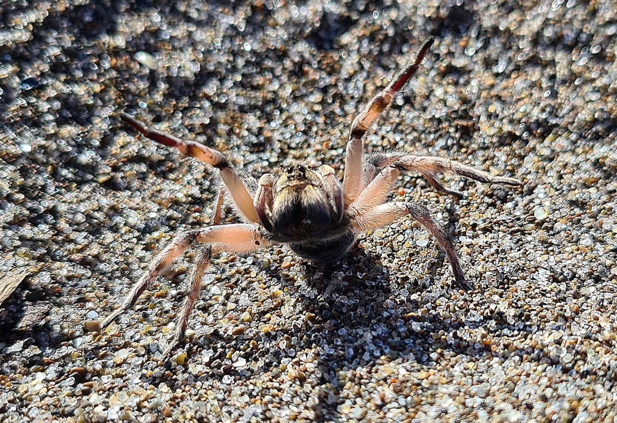 Крымский паук волк