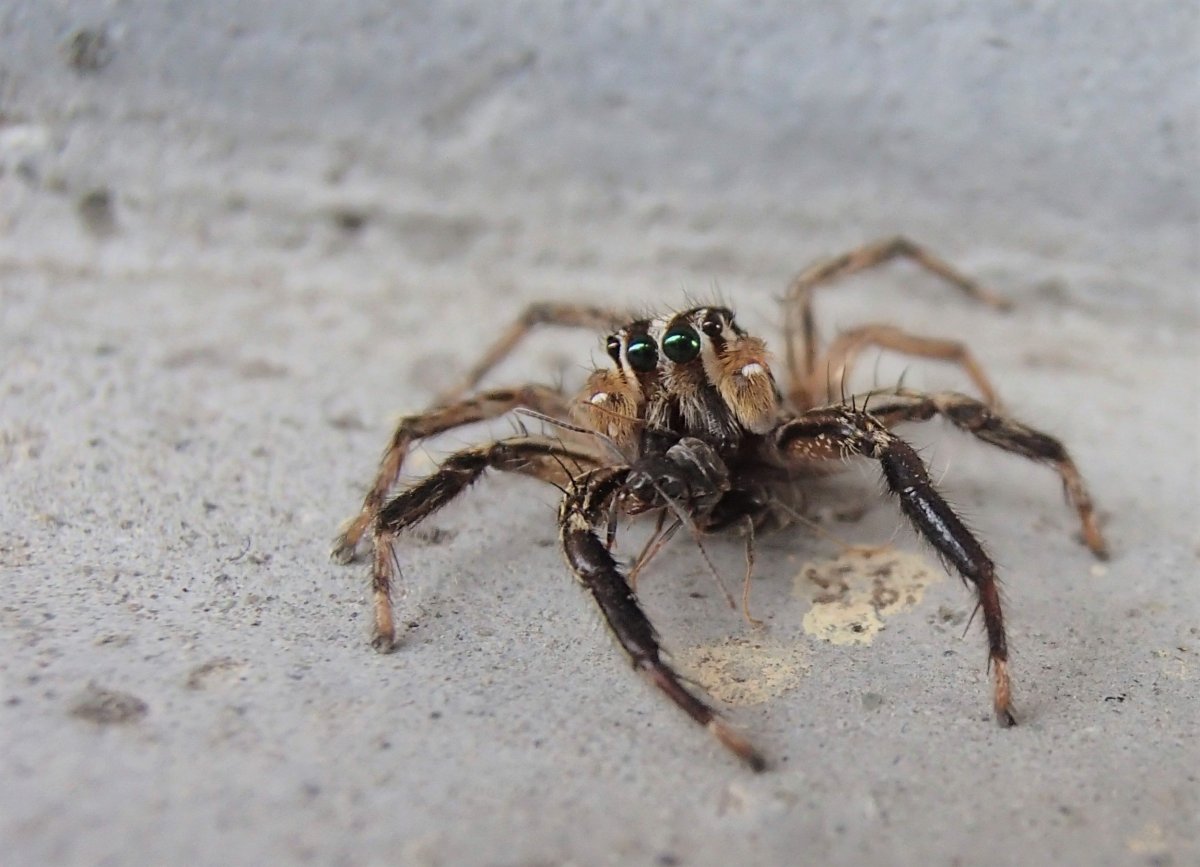 Большой коричневый паук