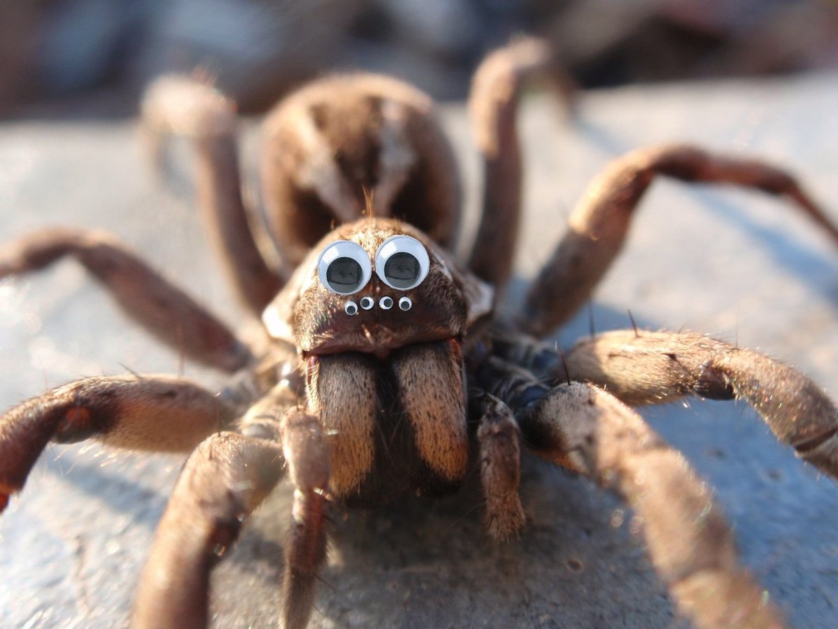 Typhochlaena seladonia