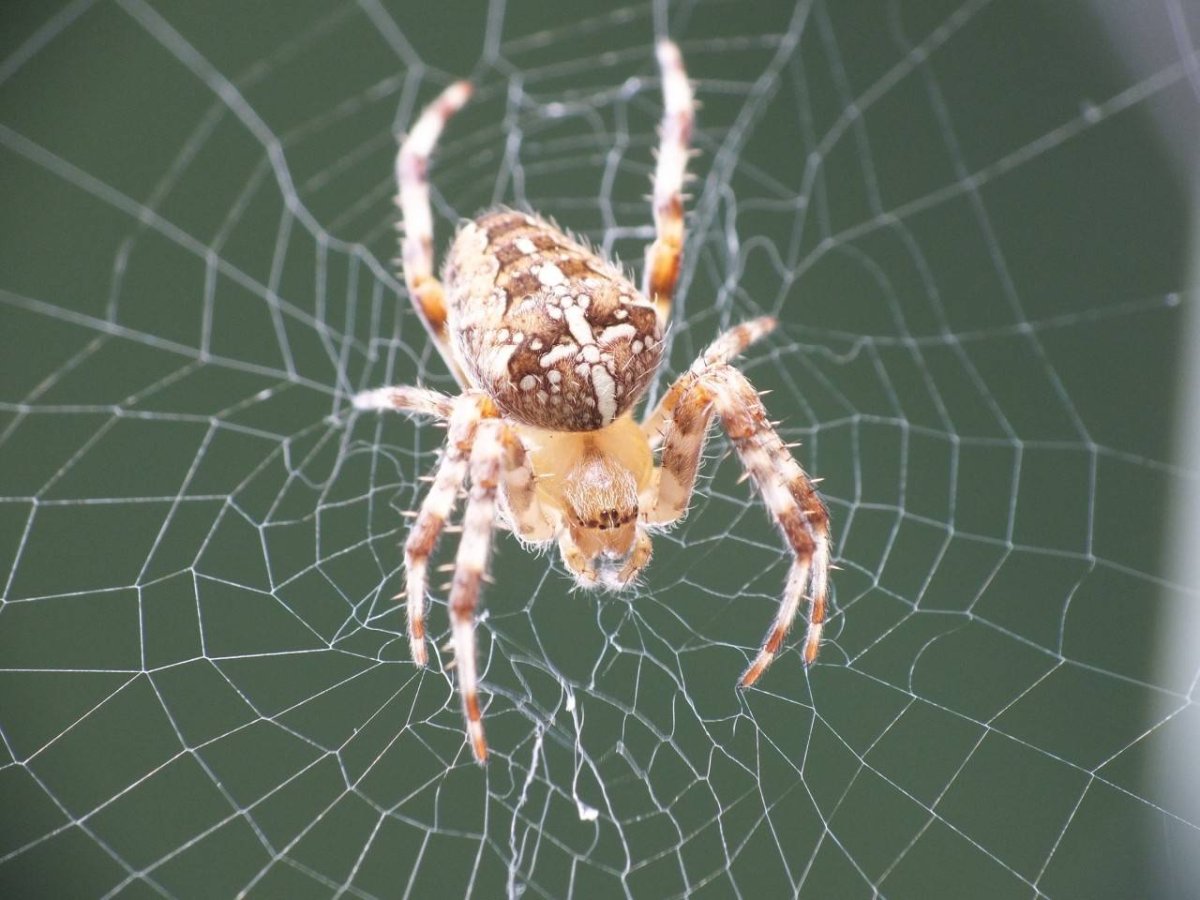 Тарантул крестовик