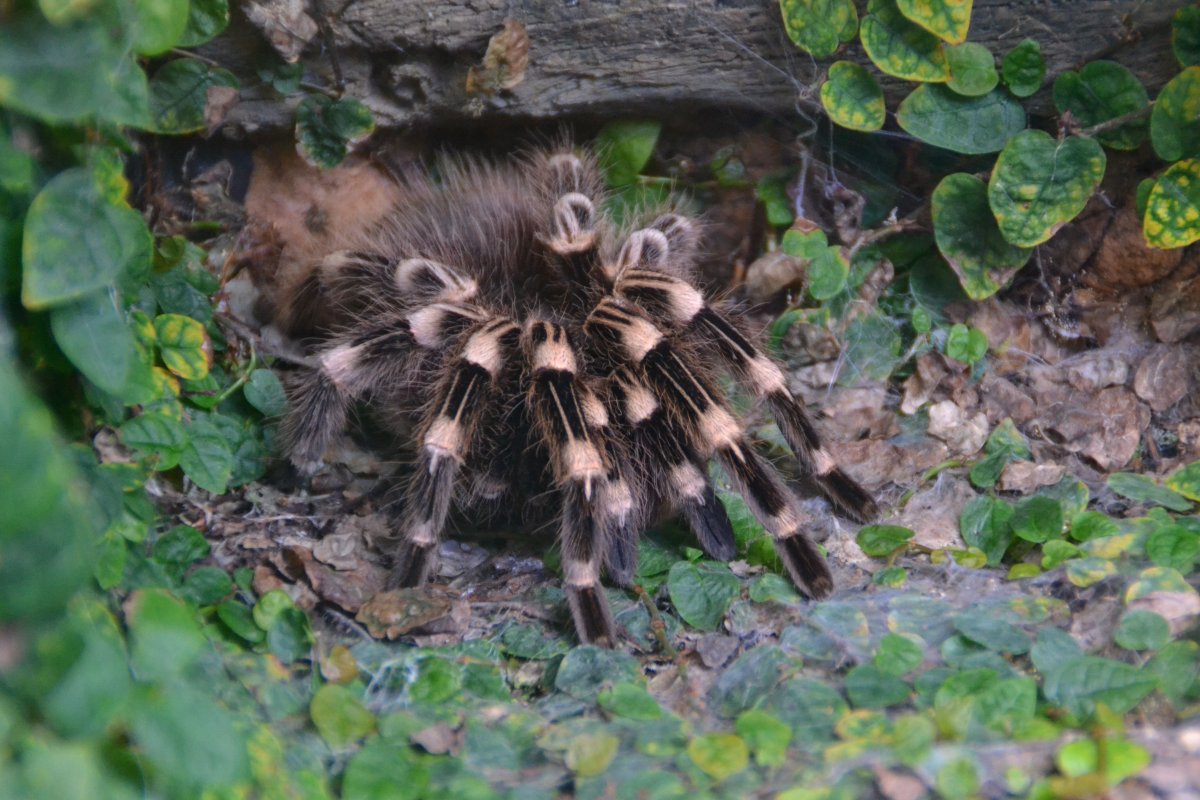Пауки несколько