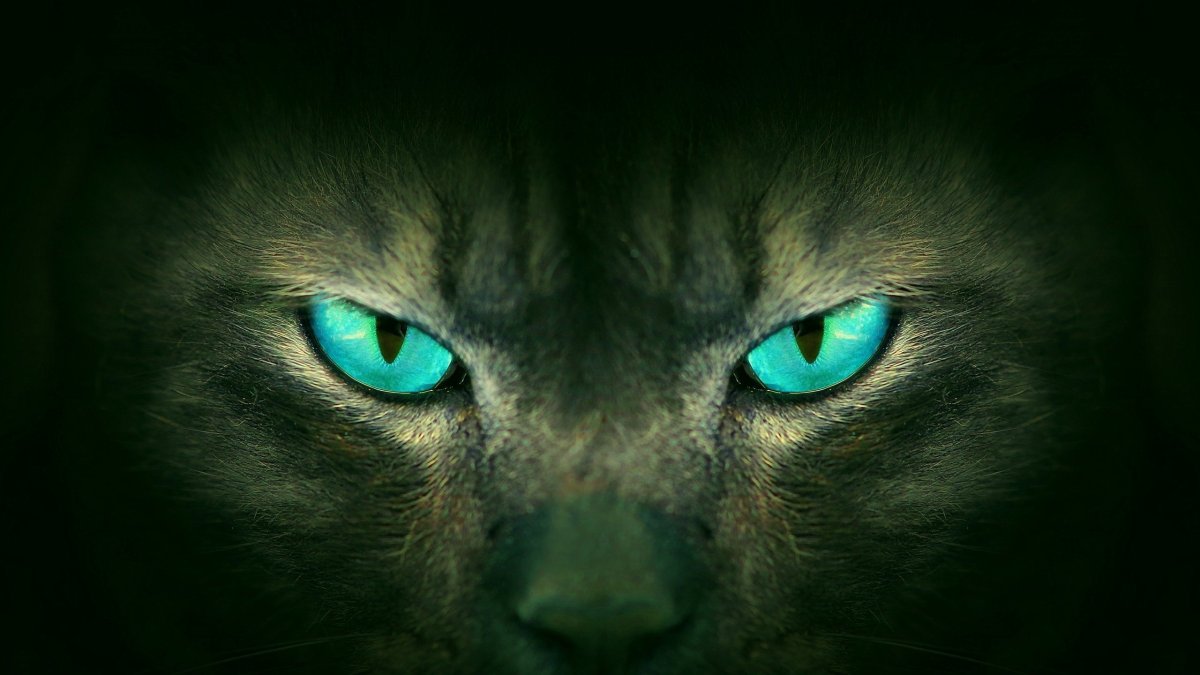 Кошачьи глаза в темноте