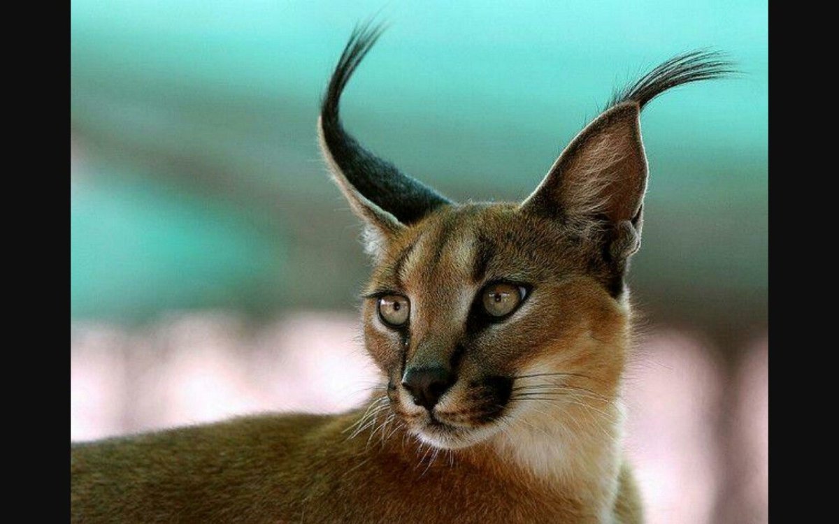 Каракал, пустынная Рысь