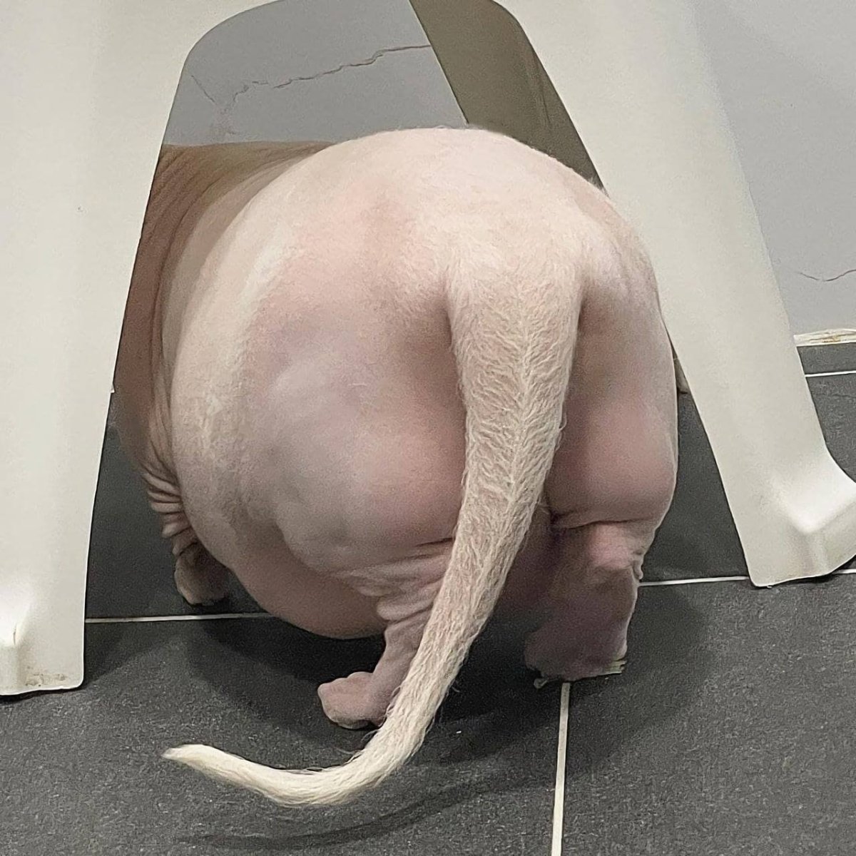 Толстый сфинкс жаду