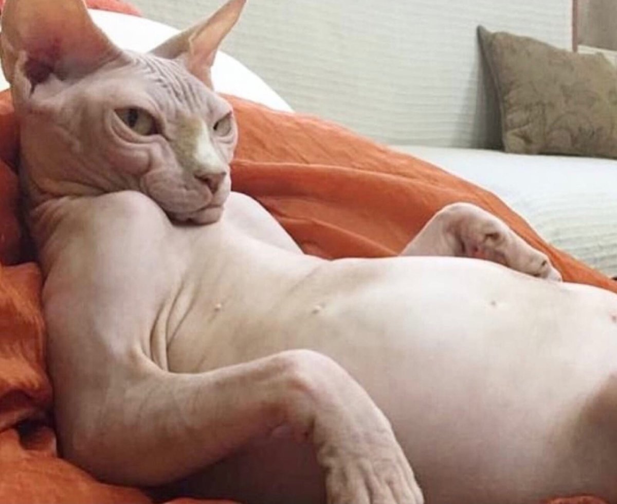 Беременная голая кошка