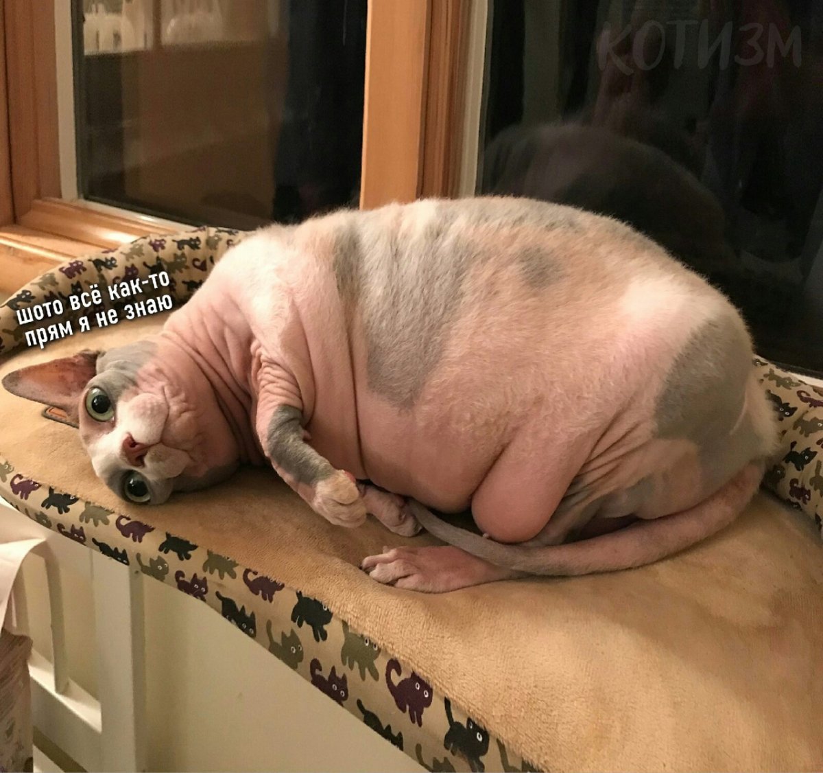Толстый кот сфинкс