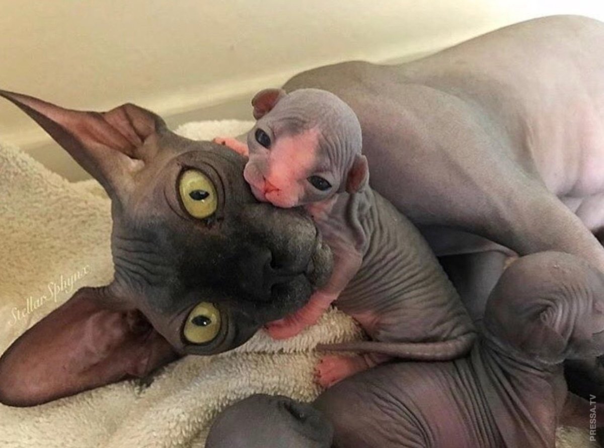 Смешные лысые кошки