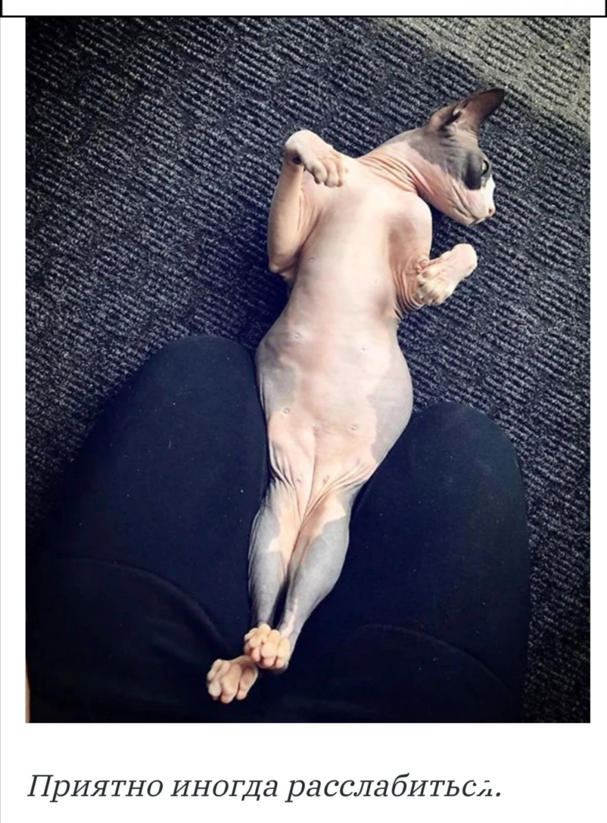 Мускулистый сфинкс