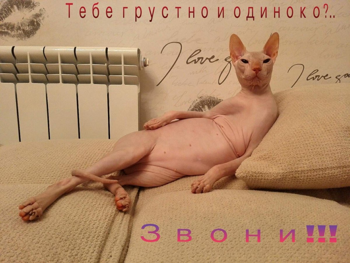 Лысый кот бизнесмен