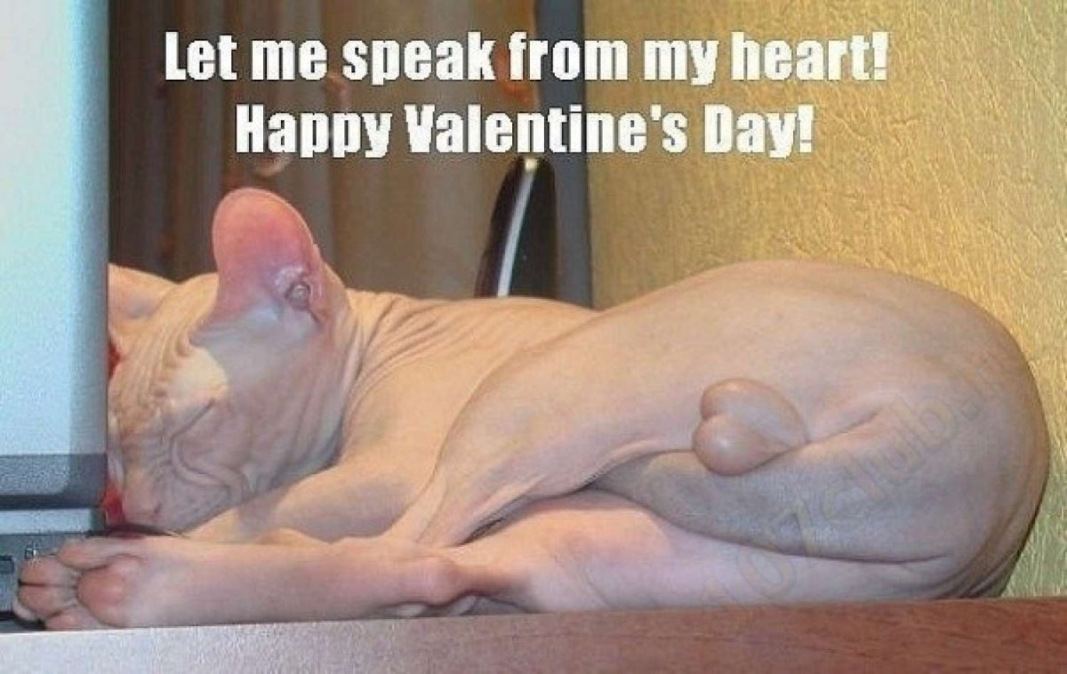 Морщинистый канадский сфинкс