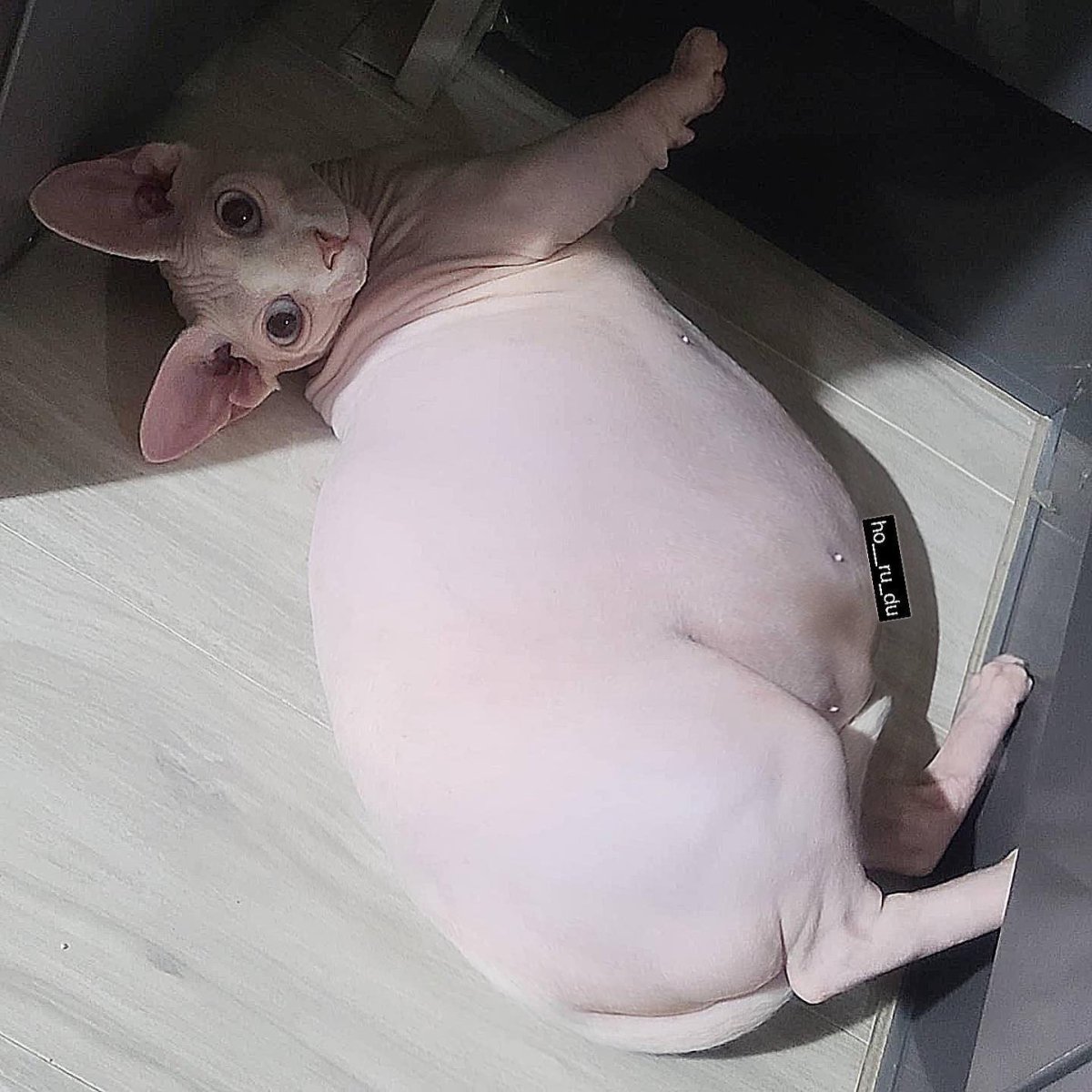 Улыбки сфинксов