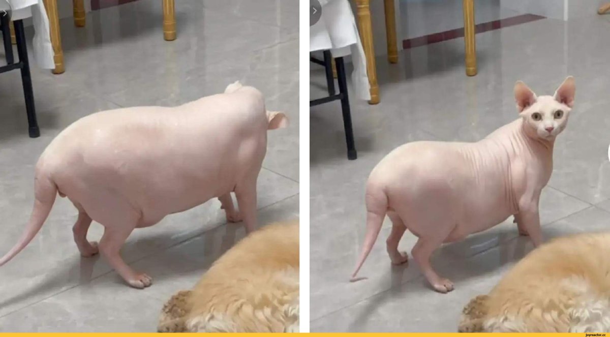 Смешные породы кошек