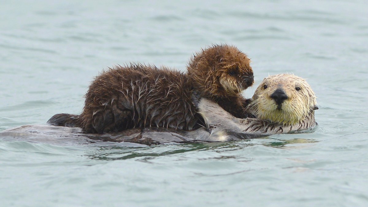 Baby Sea Otter