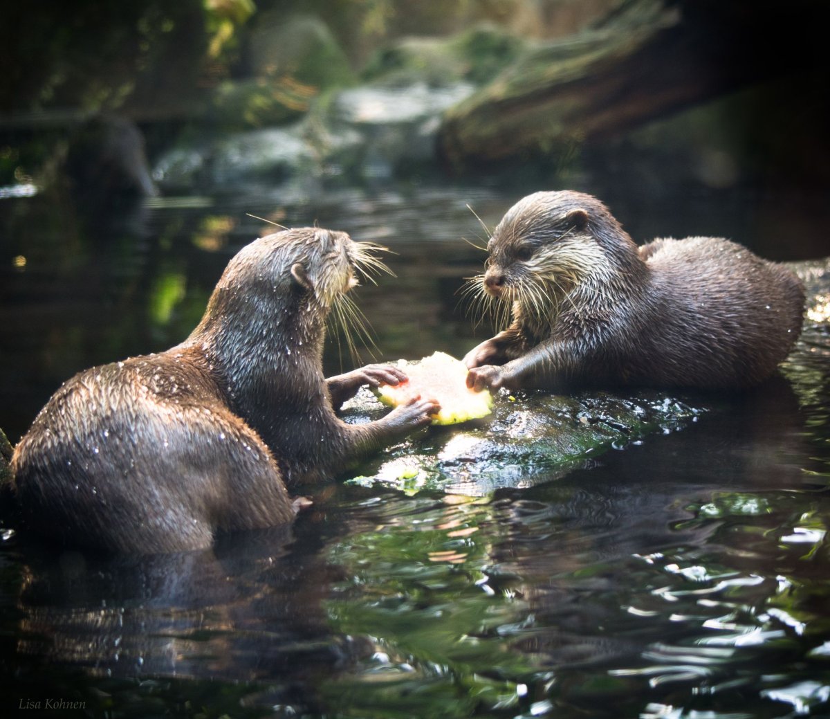 Камчатский калан