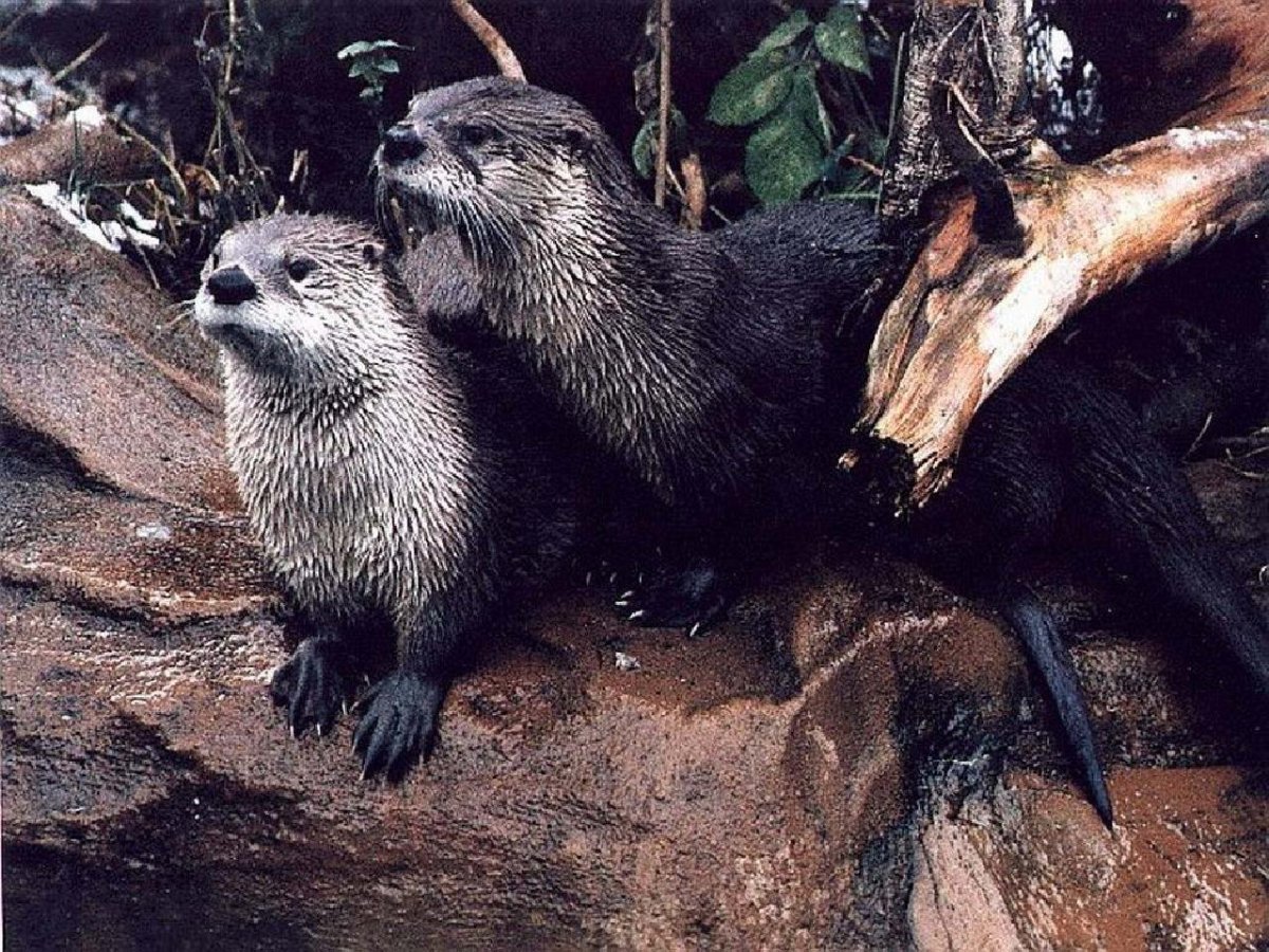 Выдра черная