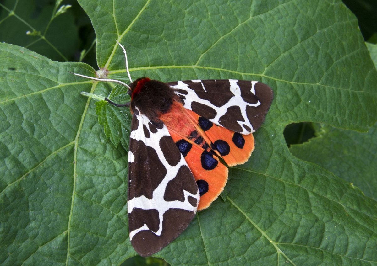 Бабочка волосатая ее гусеница