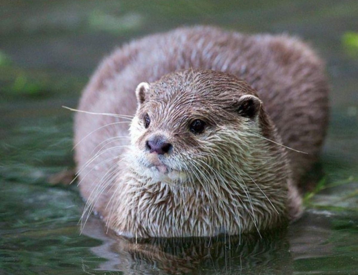 Бобры в Московской области