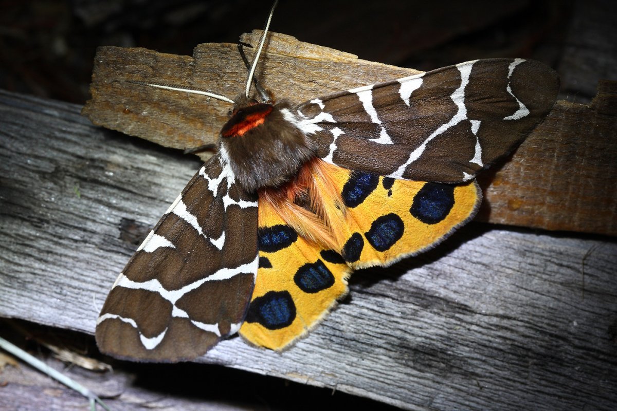 Мохнатая гусеница Медведица Кайя