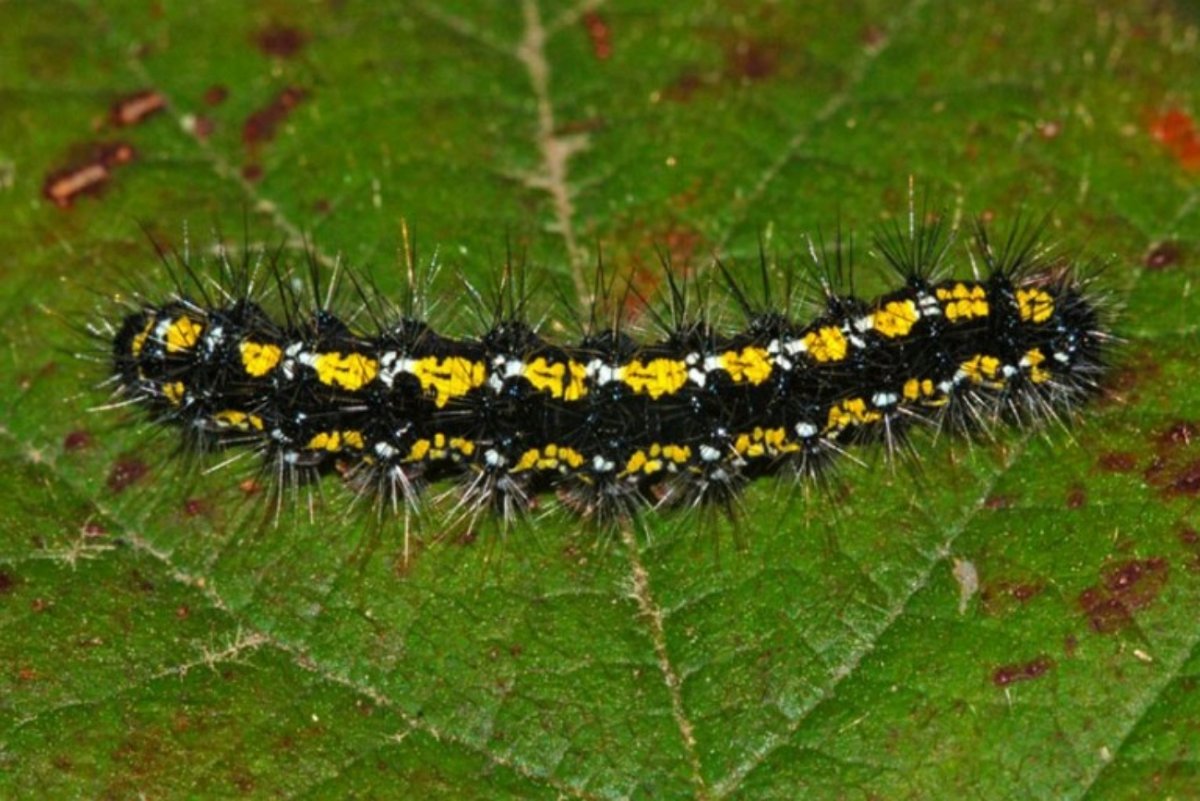 Медведица Кайя гусеница